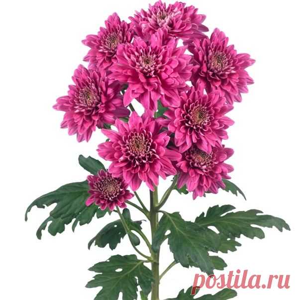Кустовые хризантемы и их фото: сорта, посадка и уход за растениями