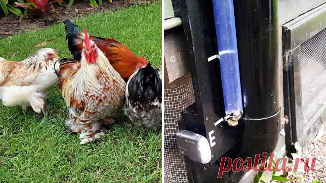 Любопытный индикатор уровня корма в кормушке для куриц своими руками Большой популярностью пользуются самодельные бункерные кормушки из пластиковой канализационной трубы. Благодаря вместительности, их приходится заполнять раз в пару недель. Из-за того, что обслуживание требуется редко, многие забывают их вовремя пополнять. Сделав такой индикатор, вы сможете вовремя