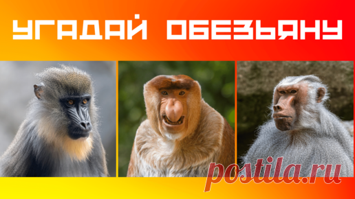 Дом тестов — Тесты Викторины География + Инвестиции Страхование Недвижимость | Обезьяны 🙈Тест виды обезьян 🙉 Хорошо ли ты знаешь обезьян? | Видеоигра Дом тестов