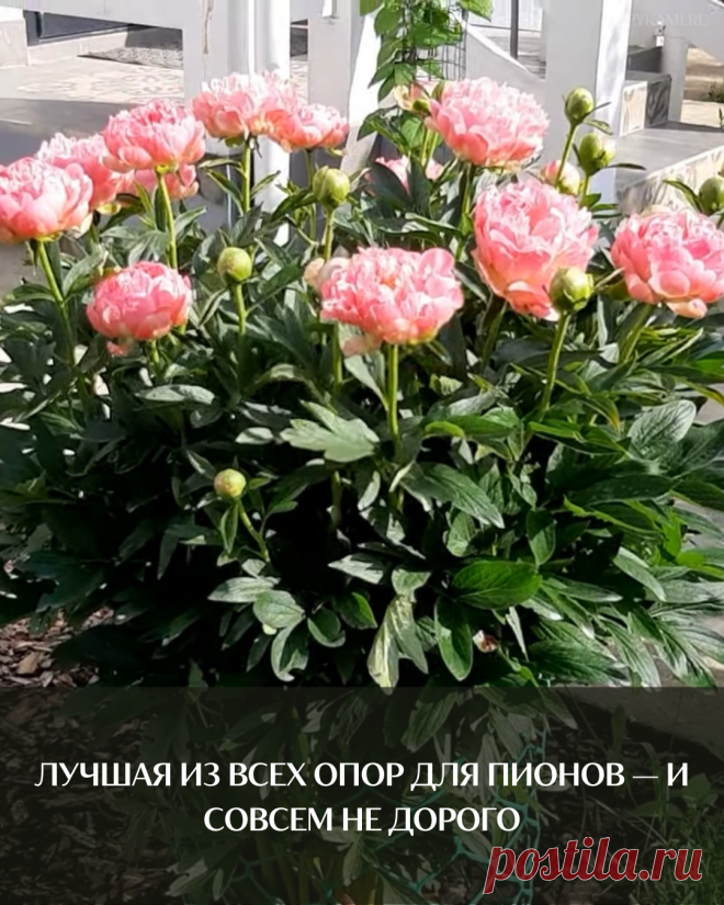 Лучшая из всех опор для пионов — и совсем не дорого