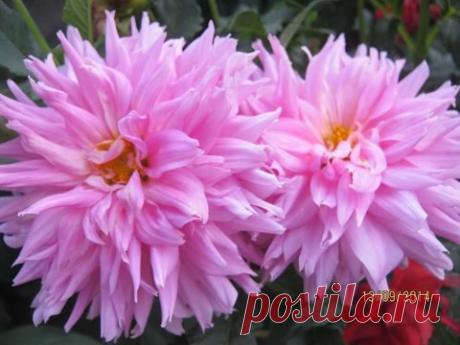 3 СПОСОБА ПОДГОТОВКИ ГЕОРГИН К ЗИМОВКЕ!!! ДЕЛЕНИЕ КЛУБНЕЙ ГЕОРГИН, УСЛОВИЯ ХРАНЕНИЯ ГЕОРГИН ЗИМОЙ