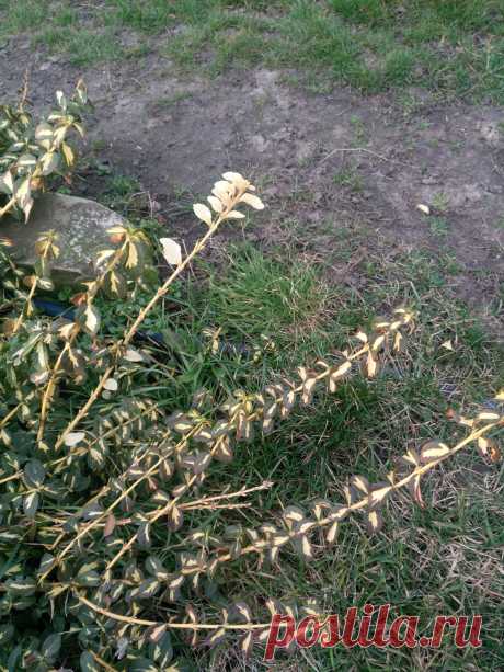 Бересклет Форчуна «Солнечное пятно» (Euonymus fortunei «Sunspot»)