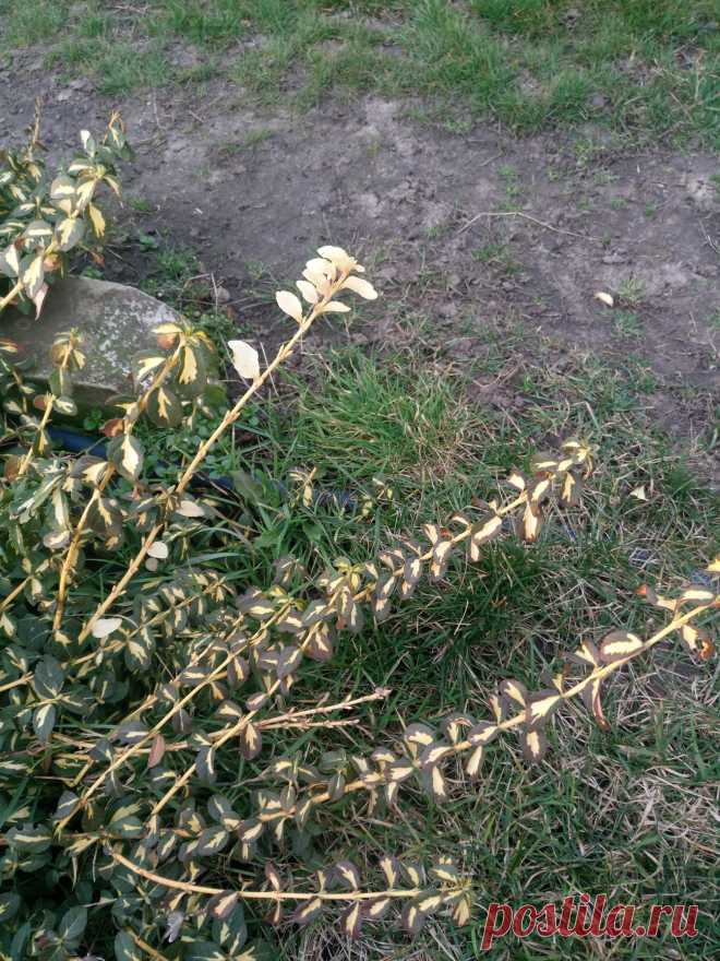 Бересклет Форчуна «Солнечное пятно» (Euonymus fortunei «Sunspot»)