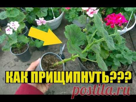 Прищипка, формирование ГЕРАНИ / ПЕЛАРГОНИИ