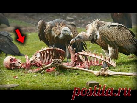 Эту птицу считали вымершей, увидев её снова учёные закричали от yжaca...