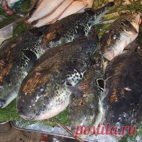 Деликатес. Самые изысканные лакомства мира