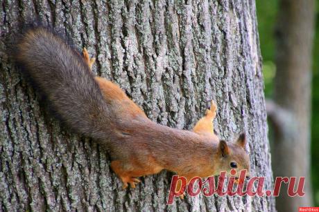 Фото: Белочка. Фотолюбитель Валентина Т.. Фото животных. Фотосайт Расфокус.ру