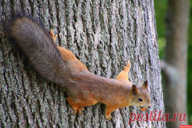 Фото: Белочка. Фотолюбитель Валентина Т.. Фото животных. Фотосайт Расфокус.ру