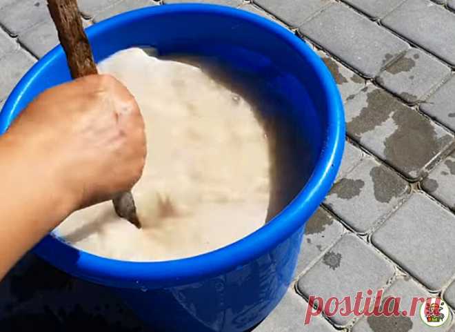 После такой подкормки плоды перца вырастают крупными и сладкими. Урожаем делюсь с родственниками и соседями | Секреты бывалого дачника | Яндекс Дзен