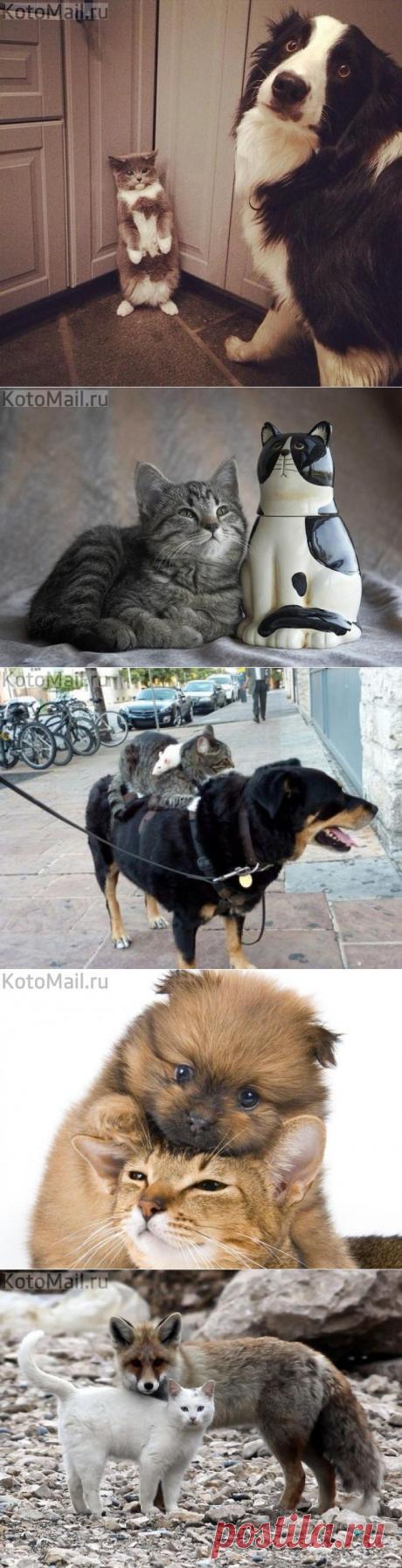 Странные парочки!