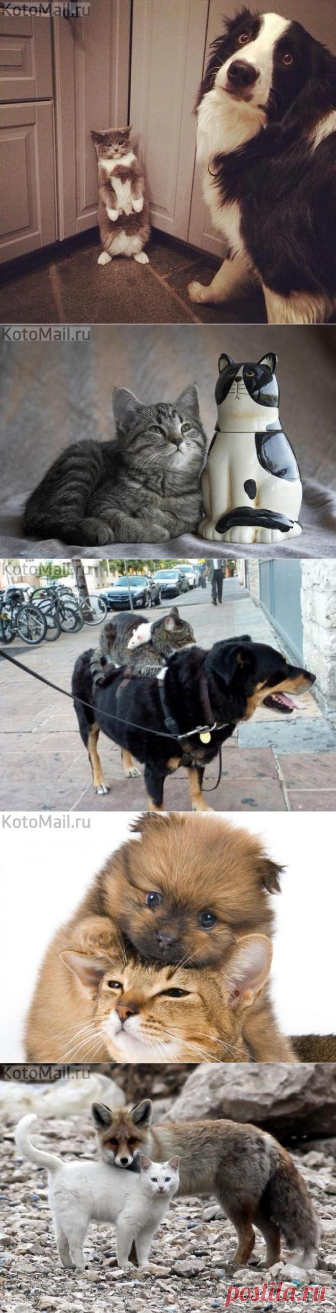 Странные парочки!