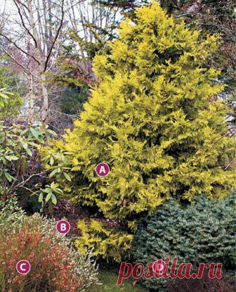 A colorful winter plant combo | Garden Gate