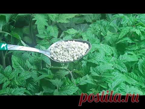 ОДНА ЛОЖКА УДОБРЕНИЯ И ВАШИ ТОМАТЫ ЗАВАЛЯТ ВАС УРОЖАЕМ лучшая подкормка рассады помидор