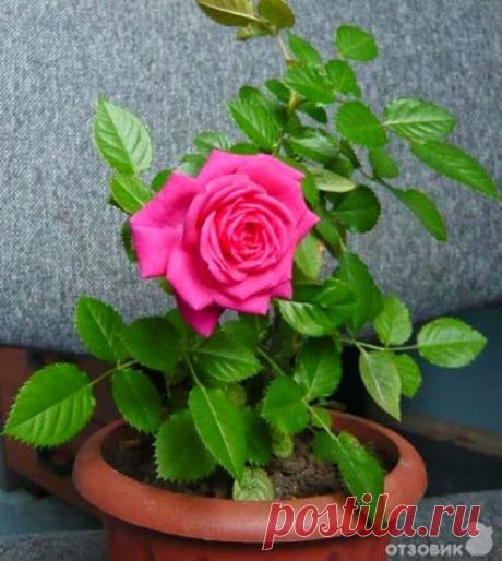 Ольга Неруш – Google+