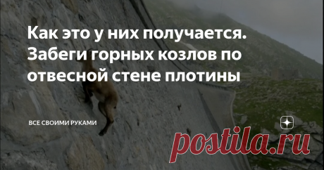 Как это у них получается. Забеги горных козлов по отвесной стене плотины