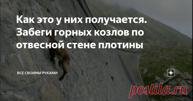 Как это у них получается. Забеги горных козлов по отвесной стене плотины