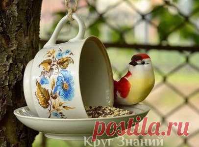 Кормушка для птиц из чашки и блюдца