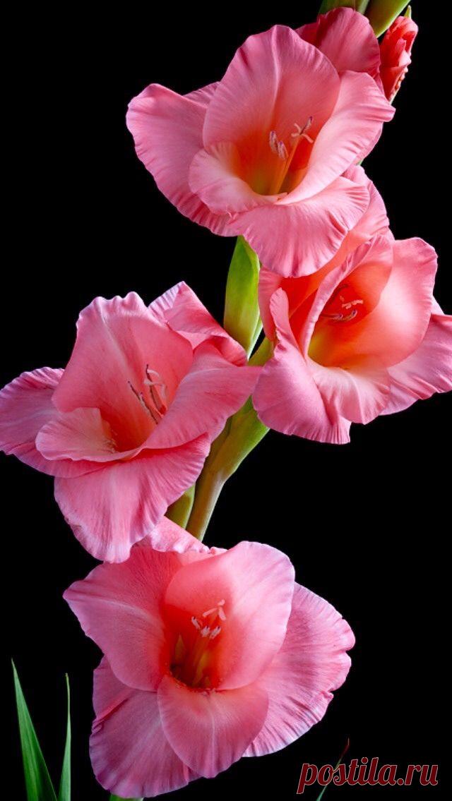 Пин на доске яГЛАДИОЛУСЫ