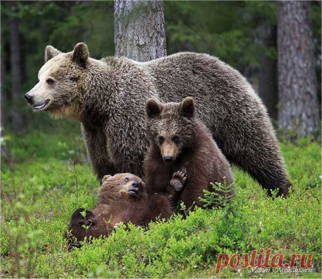 ВСЁ ЛУЧШЕЕ ИЗ YOU TUBE (16 плюс)
Алексей Мошкаров