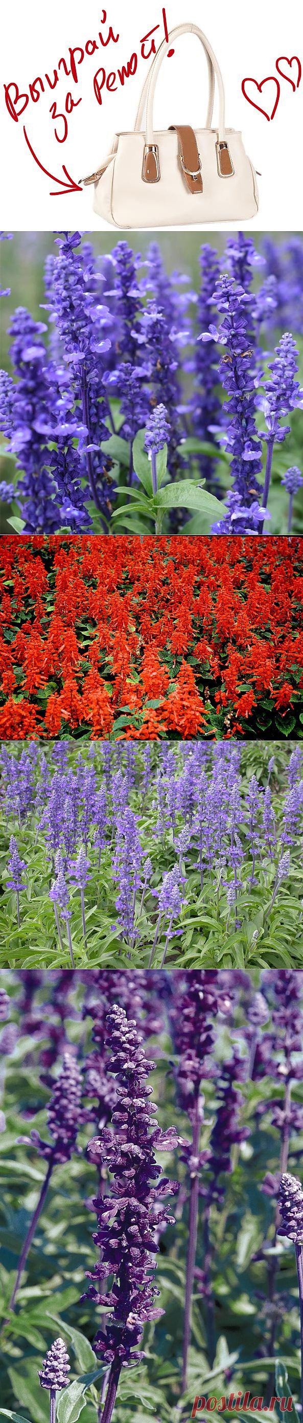 Сальвия, она же шалфей. Выиграйте стильную сумку от интернет-магазина Клуб Красоты, разместив любой пост с сайта 7dach.ru в Постиле. Чем больше постов - тем выше шансы. Розыгрыш состоится в понедельник, 16 декабря. В акции участвуют все посты, которые содержат этот текст и фото сумки!