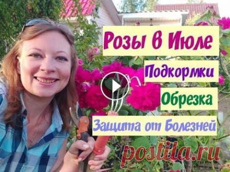 Розы в июле: обрезка, подкормка, опрыскивание! Уход за розами летом! Дорогие садоводы! В сюжете рассказала про розы, как обрезать розы, как обрезать розы после цветения, правильная обрезка роз - залог пышного цветения. ...