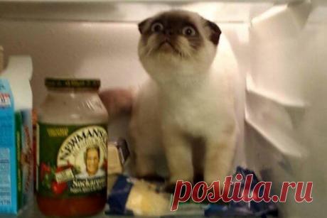 30+ забавных животных, чья реакция нас просто убила! :D - Adfave - Эдфейв