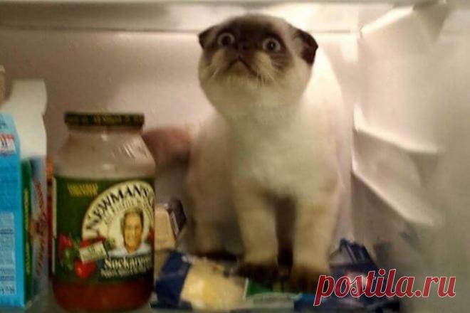 30+ забавных животных, чья реакция нас просто убила! :D - Adfave - Эдфейв