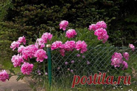 4 ЭТАПА ВНЕСЕНИЯ УДОБРЕНИЙ ДЛЯ ПИОНОВ
1 этап – как только появятся молодые ростки, залейте в ямку у корней раствор аммиачной селитры (15 г. на 10 л. воды).
2 и 3 этап – на стадии появления бутонов и на стадии их цветения внесите 7-8 г. аммиачной селитры, 5-6 г. калийной соли и 10-12 г. суперфосфата.
4 этап – когда цветение уже закончится, внесите 5-6 г. калийной соли и 10-12 г. суперфосфата.