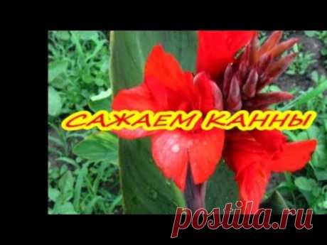 КАННЫ ВЕСНОЙ / ПОСАДКА КАННЫ В ОТКРЫТЫЙ ГРУНТ / КАННЫ  ВЫРАЩИВАНИЕ В САДУ / ОРГАНИЧЕСКОЕ ЗЕМЛЕДЕЛИЕ