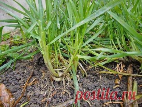 Бабушка рассказала секрет избавления огорода от пырея: народные рецепты | Женский блог