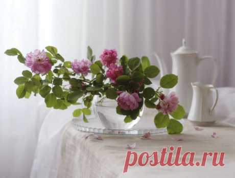 цветы, натюрморт, утро, интерьер