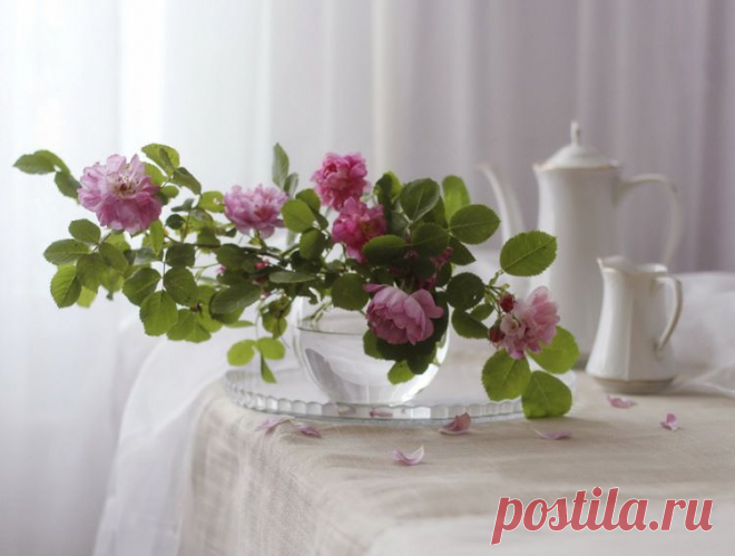 цветы, натюрморт, утро, интерьер