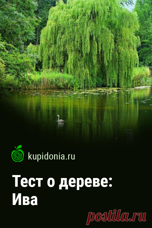 Тест о дереве: Ива. Интересный тест об иве из серии тестов о деревьях. Проверьте свои знания!