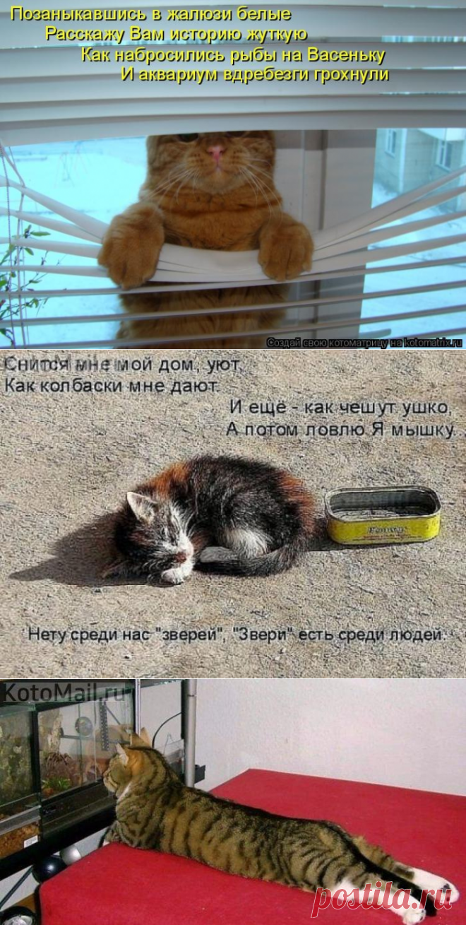 СКАЗИТЕЛЬ | KotoMail.ru