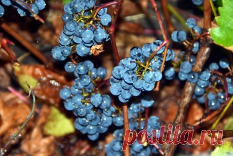 Фото Без названия. Альбом Окрестности. Осень - 19 фото. Фотографии Владимир Скрылев.