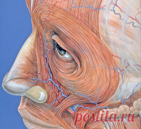 16 упражнений китайской медицины для здоровья глаз Этот простой комплекс упражнений очень эффективен от перенапряжения глаз