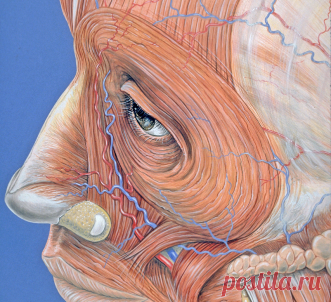 16 упражнений китайской медицины для здоровья глаз Этот простой комплекс упражнений очень эффективен от перенапряжения глаз