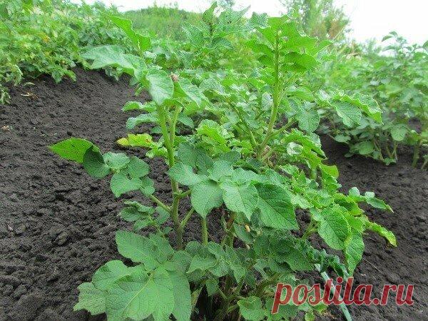 Удобрения для картошки: 3 элемента увеличат размер и количество клубней, повысят крахмальность и улучшат вкус.