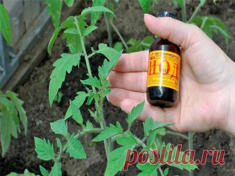 Всего одна капля йода и ваш урожай уже не будет прежним! — ГАРМОНИЯ