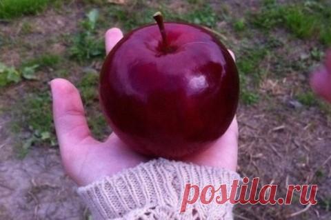 Будем здоровы