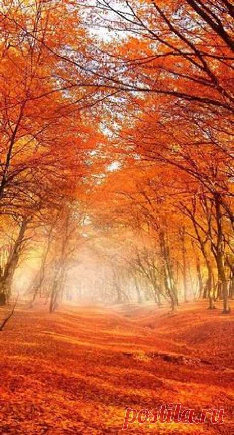 our-amazing-world: Brilliant orange Amazing World beautiful…