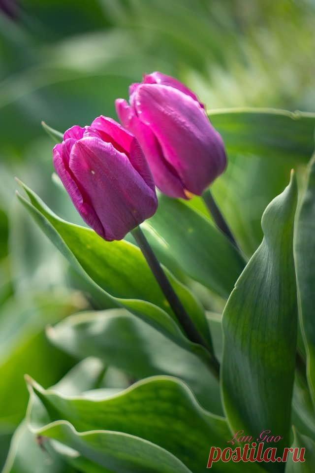 Пин на доске яТЮЛЬПАНЫ