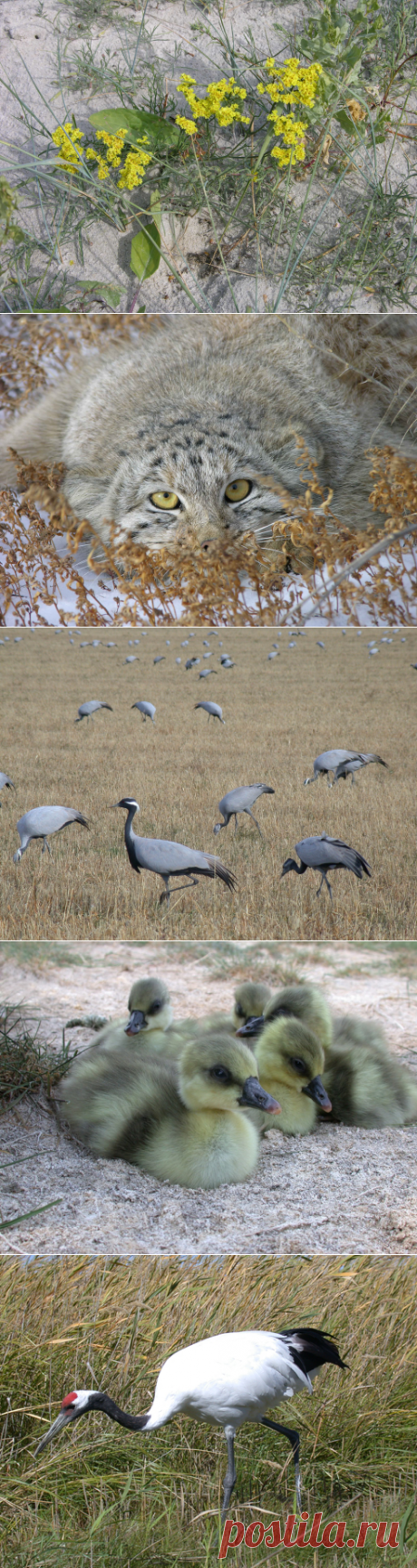 Заповедная Земля. Международный заповедник &quot;Даурия&quot; - жемчужина нашей планеты - 7 Марта 2016 - Russia-Asia-Siberia