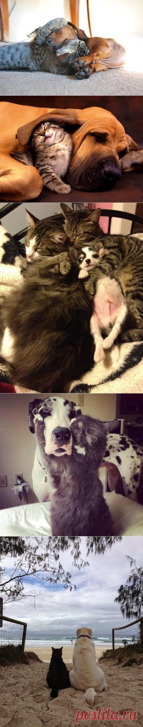 20 котов, которые по уши втрескались в собак |