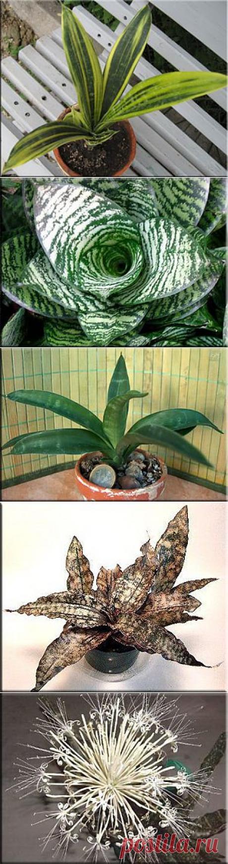 Сансевиерия (Сансевьера), (Sansevieria). Описание, виды и уход за сансевиерией | Флористика на &quot;Добро ЕСТЬ!&quot;