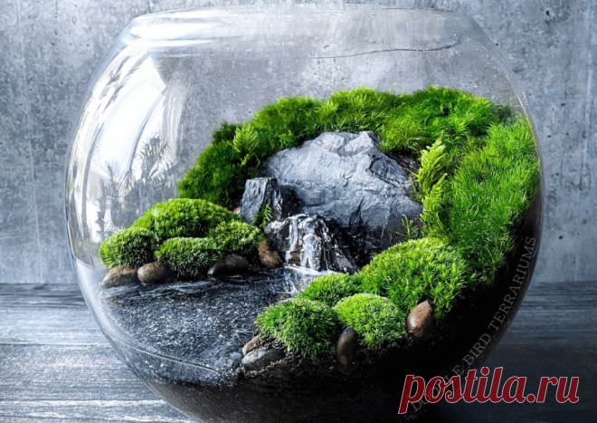 Флорариумы: виды, описание, идеи оформления ~ Planetalsad