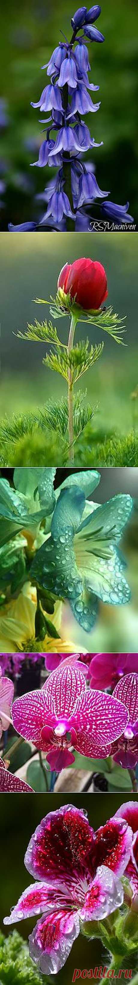 Flora &amp; Fauna