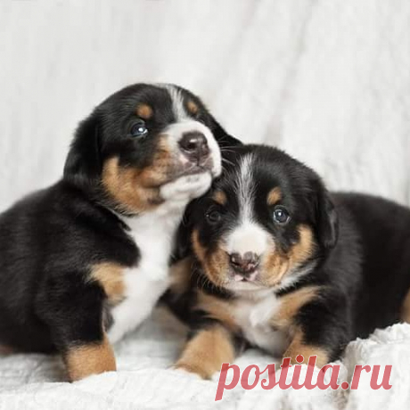 Предлагаются к резервированию щенки энтлебухера.
fresh-energy.jimbo.com