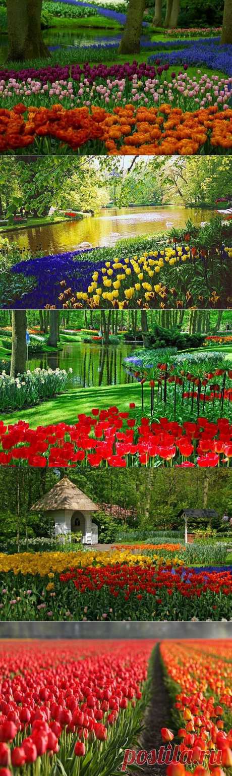 Кёкенхоф - всемирно известный королевский парк цветов в Нидерландах. Также известен под названием Сад Европы - ЖУРНАЛ СО ВКУСОМ