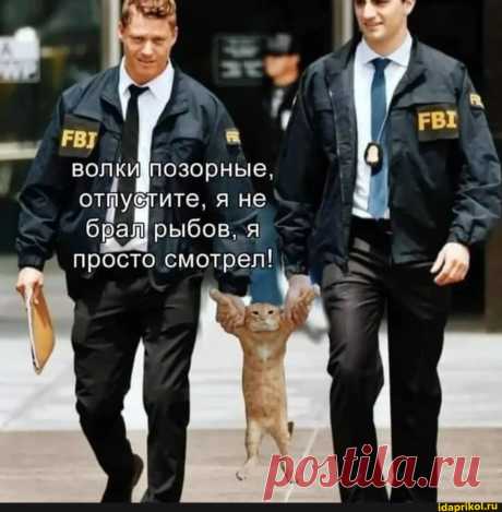 ВОЛКИ позорные, отпустите, я не брал] рыбов, я просто смотрел! - ) / АйДаПрикол .)